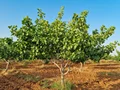 ۷ نکته طلایی در انتخاب و پرورش نهال پسته برای سودآوری بیشتر (+ جدول راهنمای کاشت)